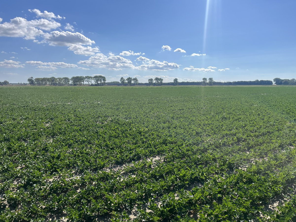 Rondje op de #akker. #teelt25