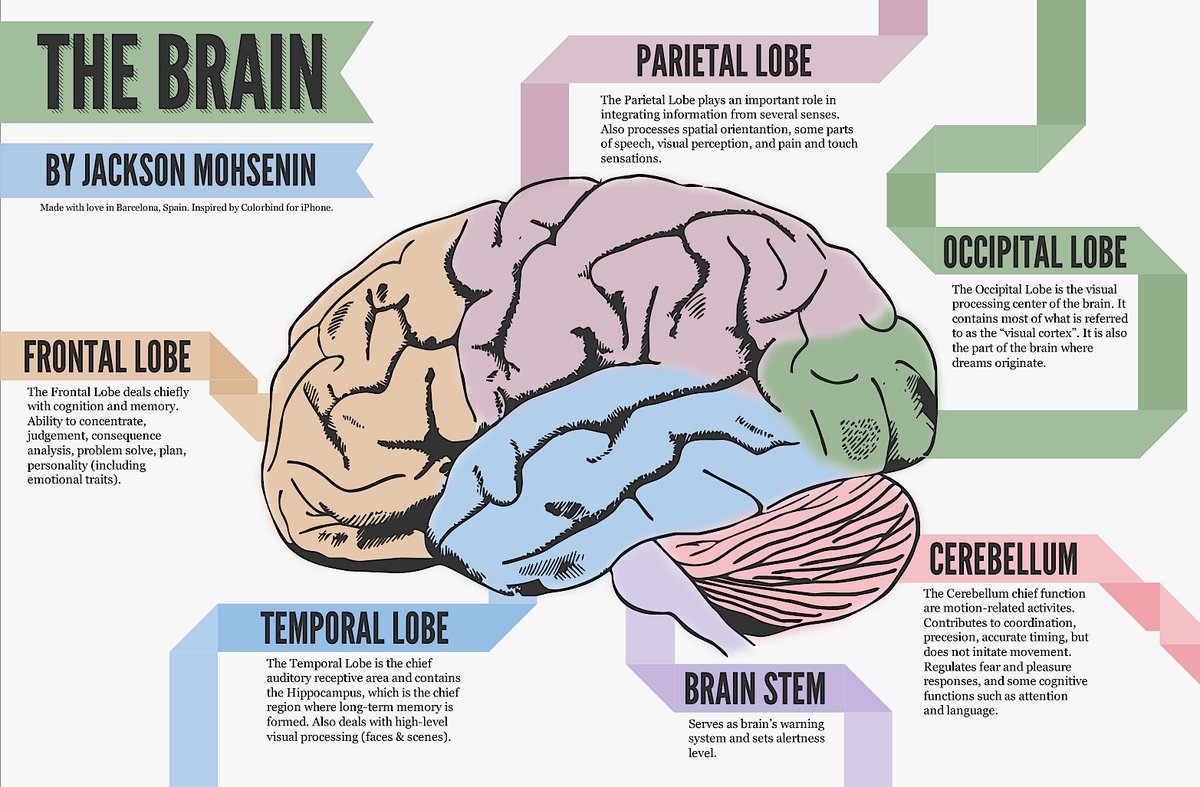 Please re-Tweet this nice visual primer for us laypeople to understand which brain regions are at issue with various symptoms of Alzheimer's disease and other forms of dementia.

#Alzheimers #dementia #health #science #geriatrics
