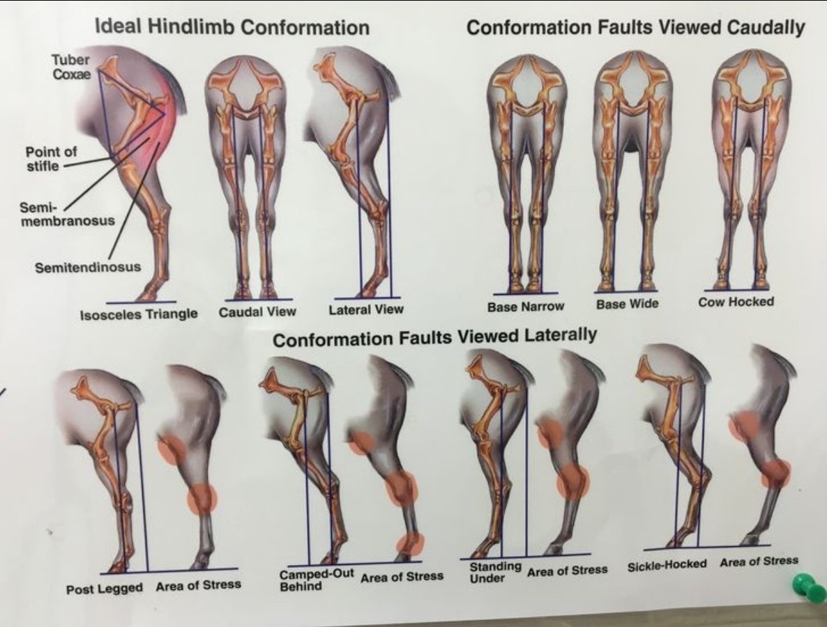 Breed2Win's tweet image. Many horses sold today @AssiniboiaDowns by CTHS had one OR MORE of these faults. The public who invest get no expert opinions, just a snow job from breeders. 
These issues contribute to BREAKDOWNS!
Below chart just hind problems. Even worse several front leg issues were seen!