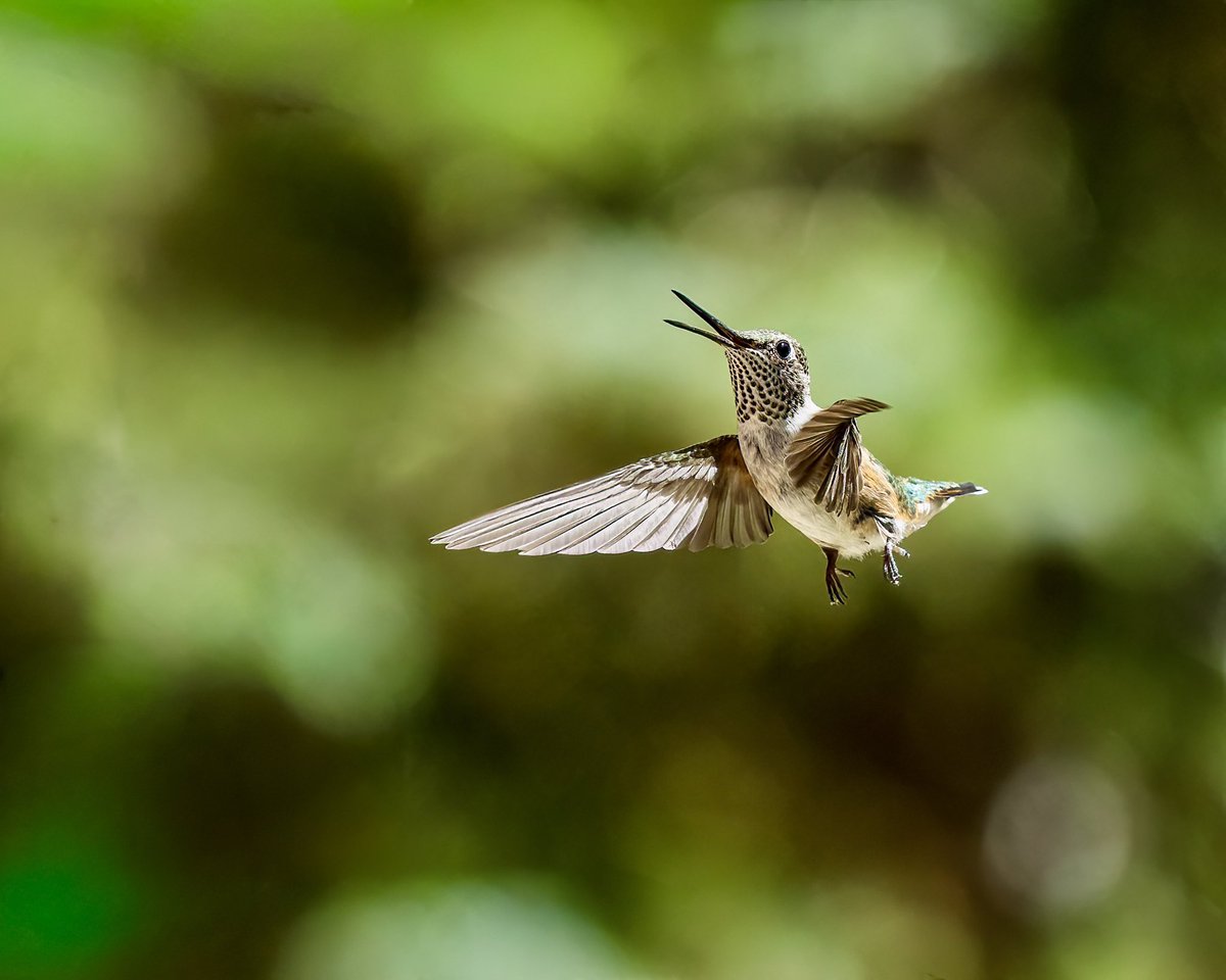Is it the last week for hummingbirds??