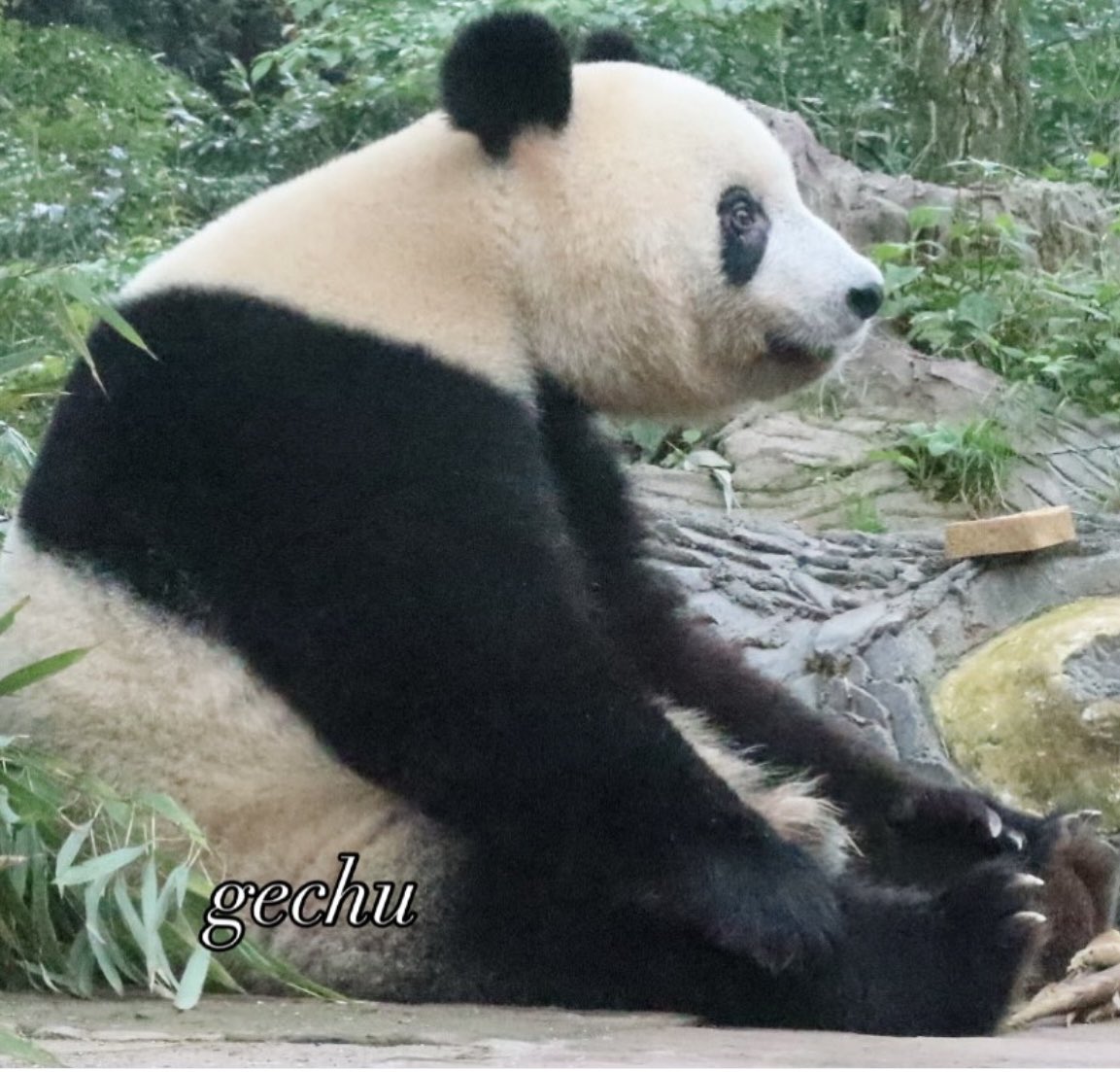2025.08.24
シャンシャン、おやすみ💤
#シャンシャン