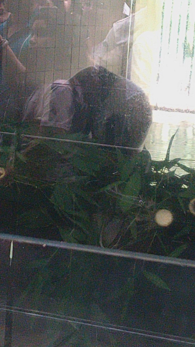 Te amo, Xin Xin. Tú no lo sabes pero mi estabilidad emocional dependía de ti. 🫶🏼