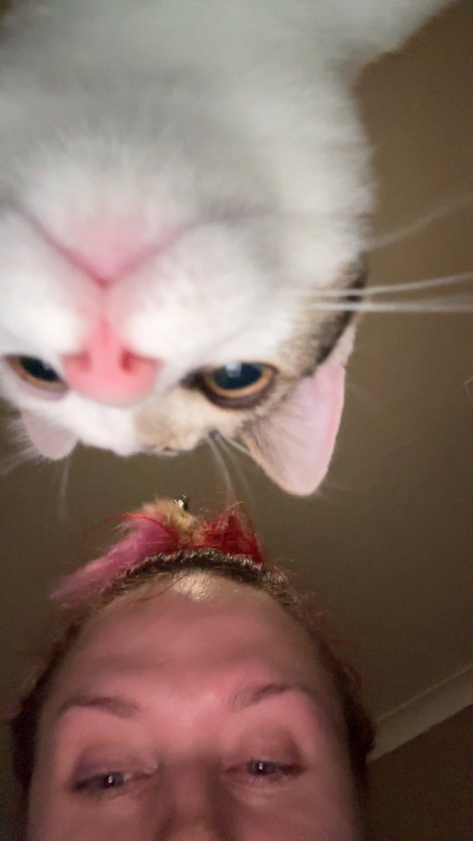 Bailing on going to town to come home to your cats >>>>>>