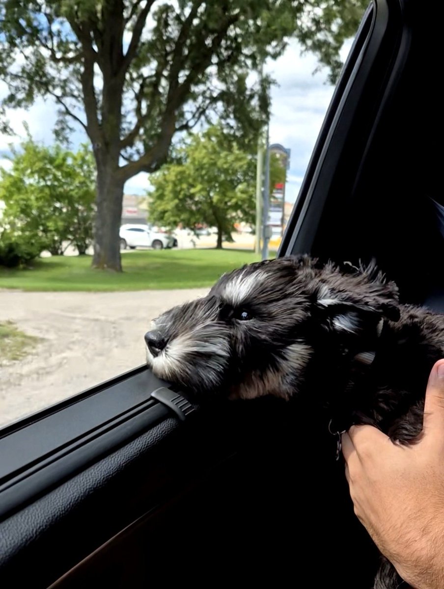 chr_i_s_t_ine's tweet image. Nothing like the wind in your fur and the world at your nose 🐾 Pure bliss ✨️

#TimelineCleanse