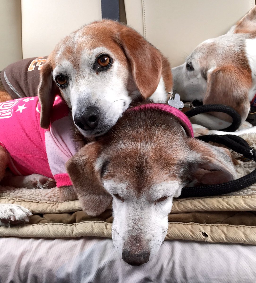 Boomerthebeagle's tweet image. Cuddle Puddle en da car—Me, Steddy + Cupcake 🤎🤎🩷 #beagle #siblings #rescued