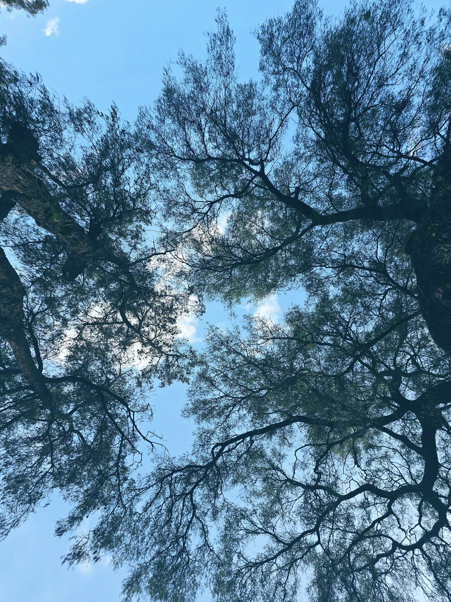 🌚♍️🦂
Hoy, lo que no se ve, germina en las sombras del silencio,
sin carteles o estruendos, solo un susurro en la penumbra.
Algo reordena su destino en el eco de lo invisible,
preparando la escena para un despertar que aún no se atreve a mostrarse. #lunanegra #LunaNueva