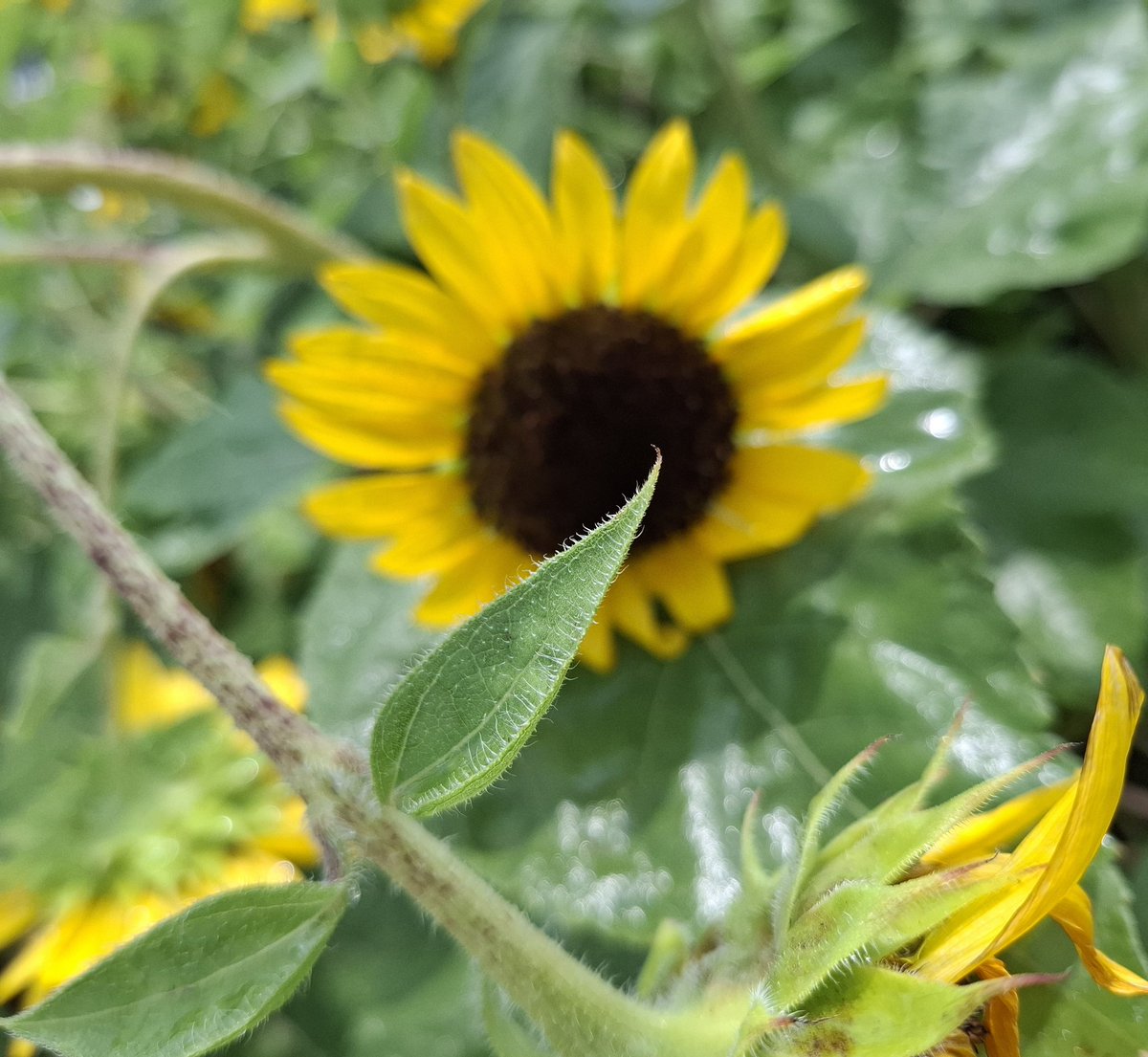 𝓖𝓸𝓸𝓭　𝓶𝓸𝓻𝓷𝓲𝓷𝓰🌿
˖*:⋆🌻*:⋆゜

#ﾋﾏﾜﾘ
#シャワーを浴びながら
#京都府立植物園