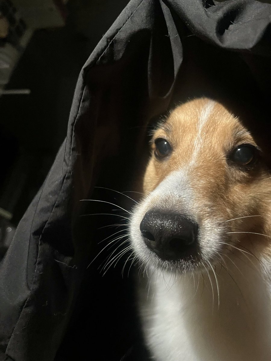 엄마가 꼬옥 안아주면 무섭지 않다는 걸 터득한 강아지
방금 천둥번개 치니까 안아달라고 바들바들 떨면서 찾아왔어