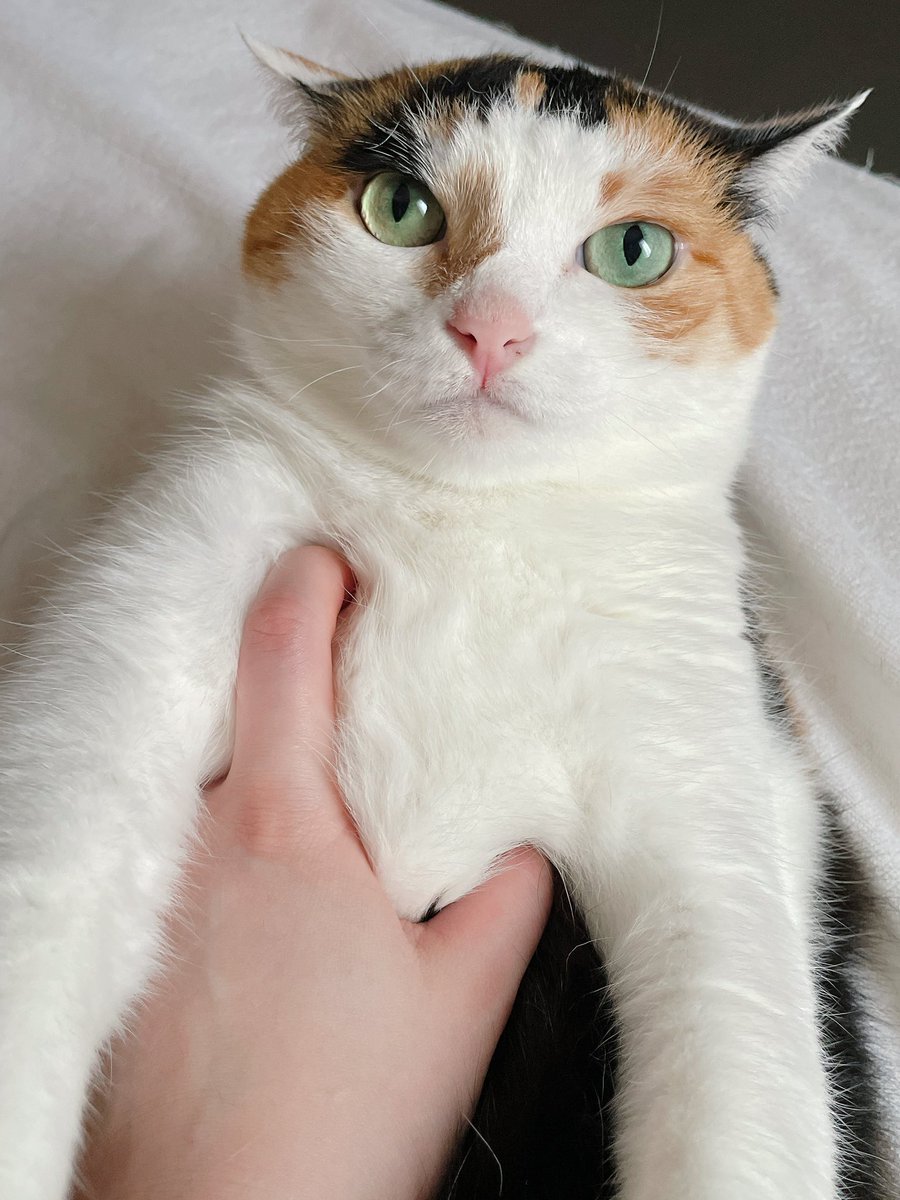 むらた (@murmurata) on Twitter photo 悪さをしたのに叱られてる態度じゃないからちゃんと叱ったら最終的には叱るの長くないすか?って怒ってた 悪さをしたのに叱られてる態度じゃないからちゃんと叱ったら最終的には叱るの長くないすか?って怒ってた