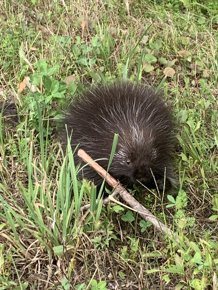 Stopped to see this baby porcupine on the way home 💚🌻🌿