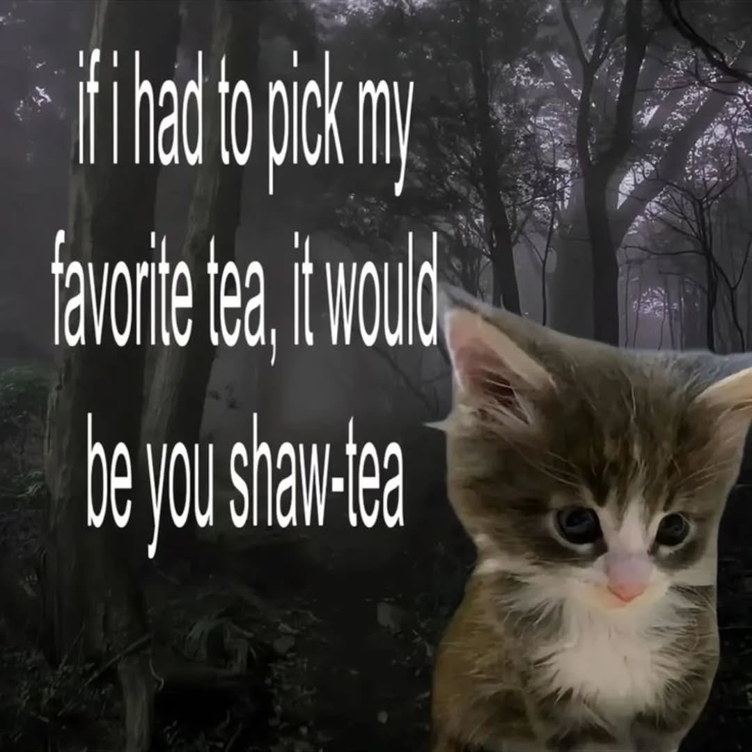 More Cats (@evenmorecats) on Twitter photo 