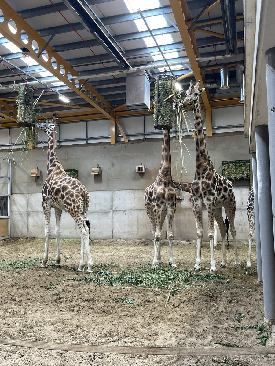 Giraffe (@giraffehealth) on Twitter photo Do you need more giraffes 🦒 in your life? Us too! We met these friends on a trip to Edinburgh Zoo. Graceful, biomechanically confusing animals and we love them <a href="/EdinburghZoo/">Edinburgh Zoo</a> 🥰 Do you need more giraffes 🦒 in your life? Us too! We met these friends on a trip to Edinburgh Zoo. Graceful, biomechanically confusing animals and we love them <a href="/EdinburghZoo/">Edinburgh Zoo</a> 🥰