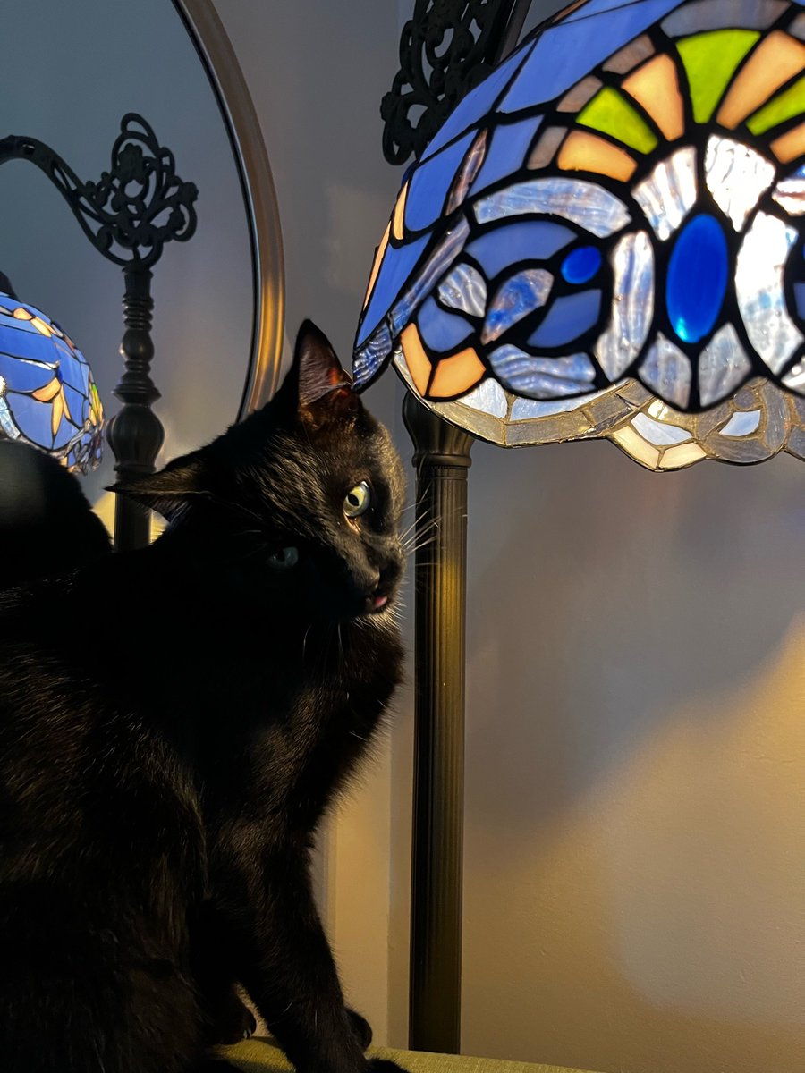 BiancoDavinci's tweet photo. I can't decide which is more beautiful, the cat or the Tiffany Art Nouveau lamp. https://t.co/TOvkOMaD4j