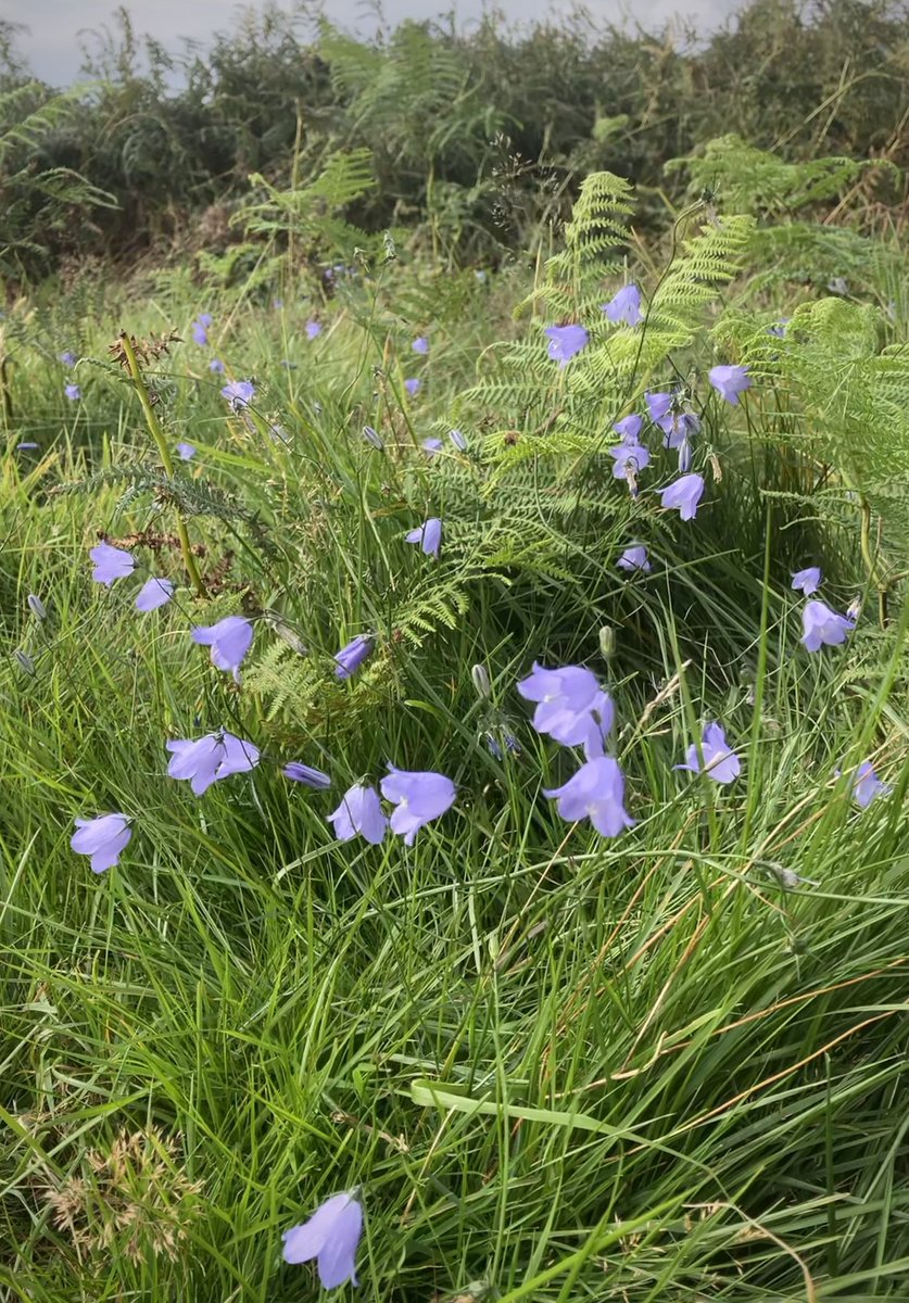 QuantumSensors's tweet image. Scottish bluebells / harebells #wildflowerhour #wildflowers #scotland @wildflower_hour