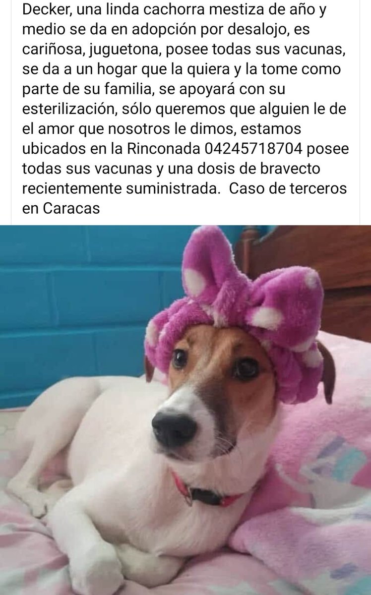 Decker busca un hogar responsable