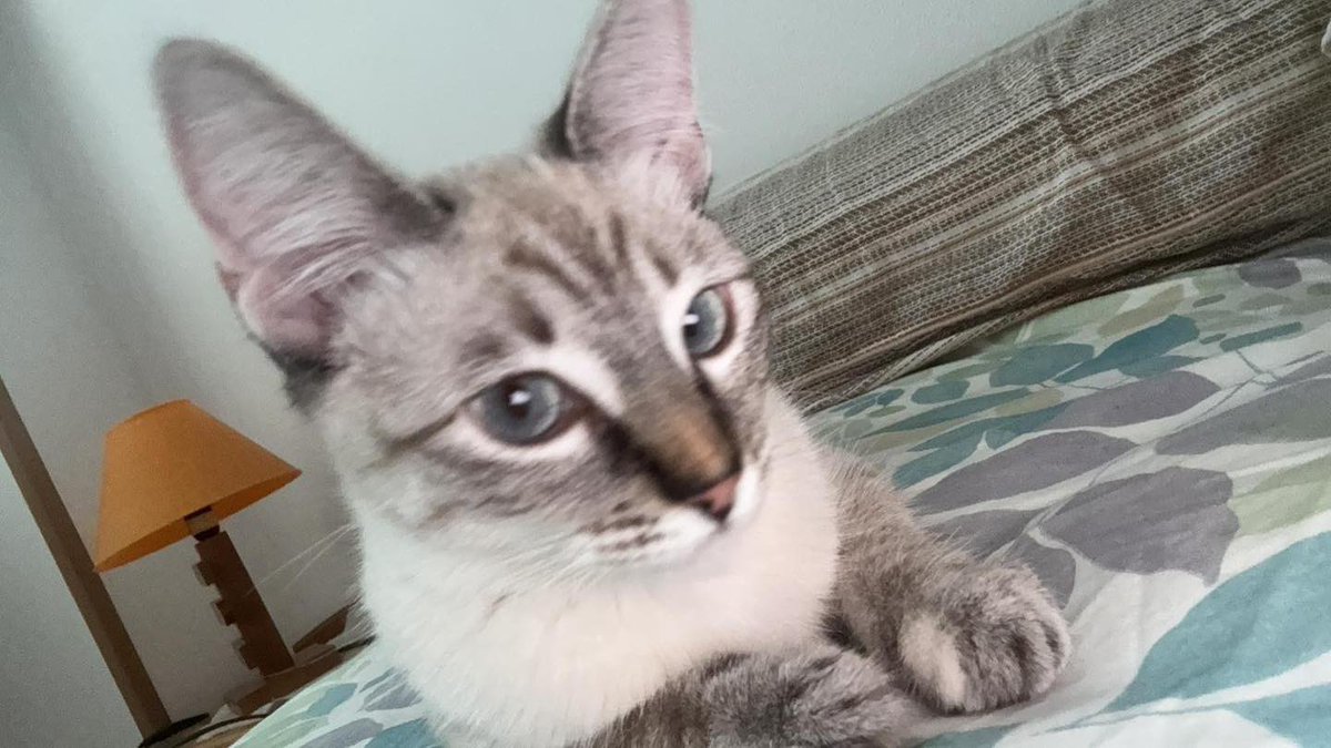 Esta gatiña bonita e moi boa precisa unha acollida durante un mes. Se podes axudar, escríbenos