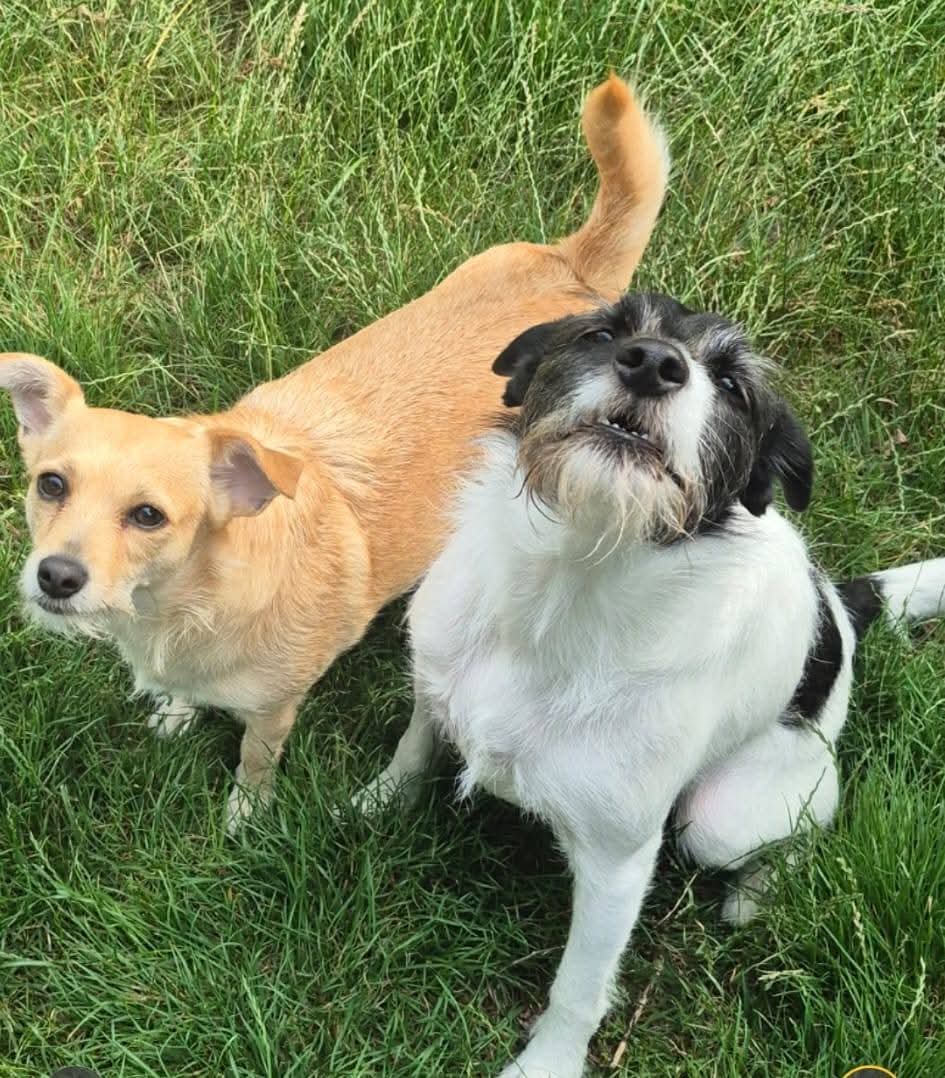 Guus &amp; Pien zoeken samen een gezellige, trouwe en liefdevolle nieuwe eigenaar!

Maak kennis met Guus en Pien, een onafscheidelijk broer-zus-duo van 3,5 jaar oud (geboren op 5 december 2021). Deze vrolijke kruisingen tussen een hoogpotige Jack Russell en een Boomer zijn klaar om