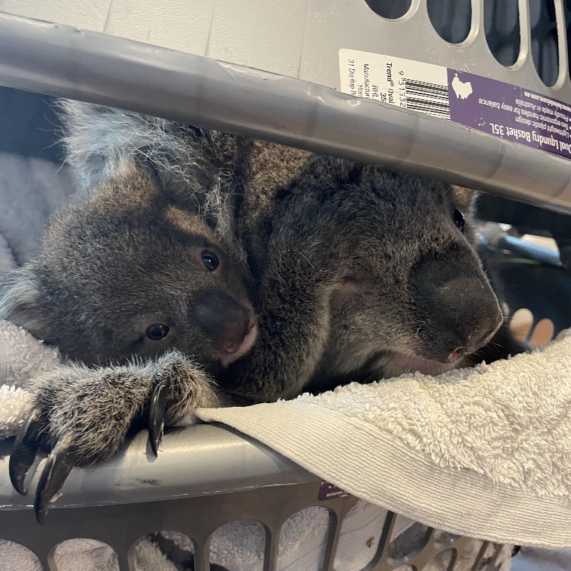 IFAWUK's tweet photo. Many koalas brought to our partner, Mosswood Wildlife, don’t survive. They’re too sick. Even if they recover, there’s no habitat left for them to return to. Join us and support this crucial mission to protect their future. Donate now >>

Photo: © Mosswood Wildlife