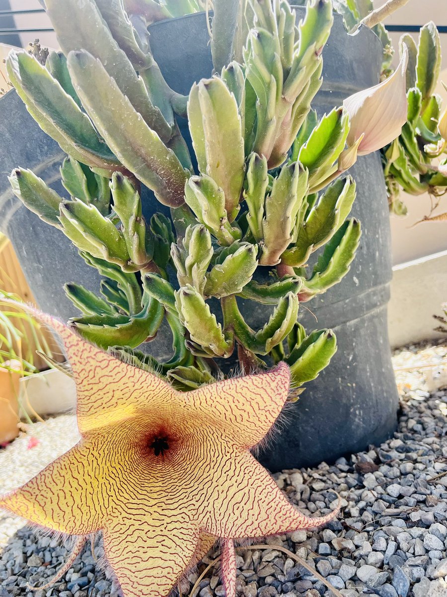 まだまだ暑すぎる　#ロスカボス  💦💦　
鉢を飛び出して育ち放題の　#サボテン に花が咲いていたのに今気が付きました😅。　#サボテンの花 ってカラフルで個性的なのが多いですね〜🌵。
#日曜 #庭掃除 🧹