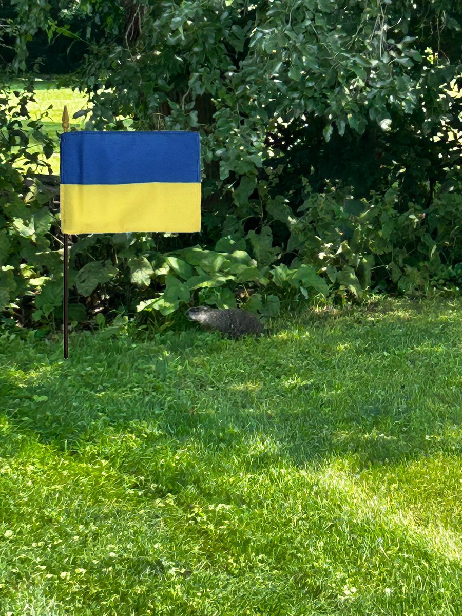 I almost forgot fellas Marv also wanted to say happy Ukrainian independence Day to all you fellas and our Ukrainian friends as you can see Marv is getting his hideout ready. He put out his flag early this morning.