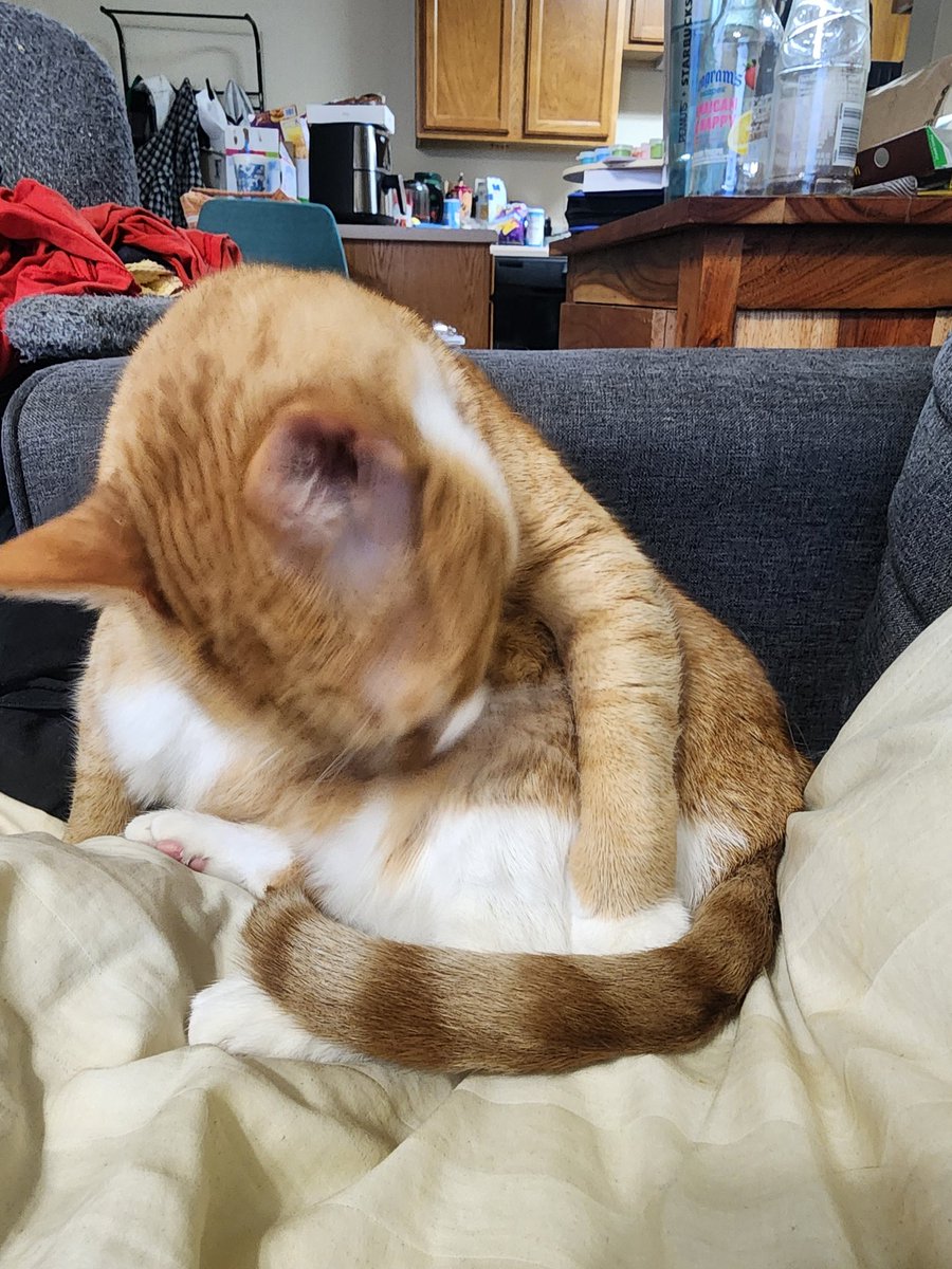 Not mine best cleepsit but im was groomink