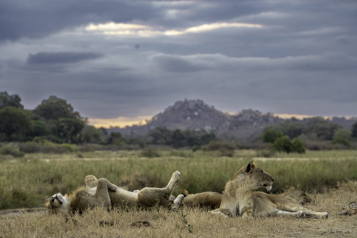 Come #safari with us 🤠