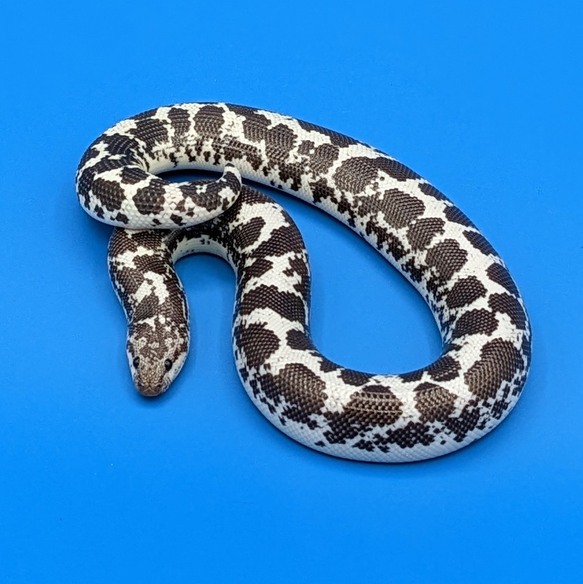 ScalyCrew's tweet photo. Stunning Anery 100% het Paradox Albino female Kenyan Sand Boa at 1 year old.

#ScalyCrew #reptiles #snake #sandboa #kenyansandboa #snakebreeder #snakekeeper #petsnake #pets https://t.co/ngCJbGLouo