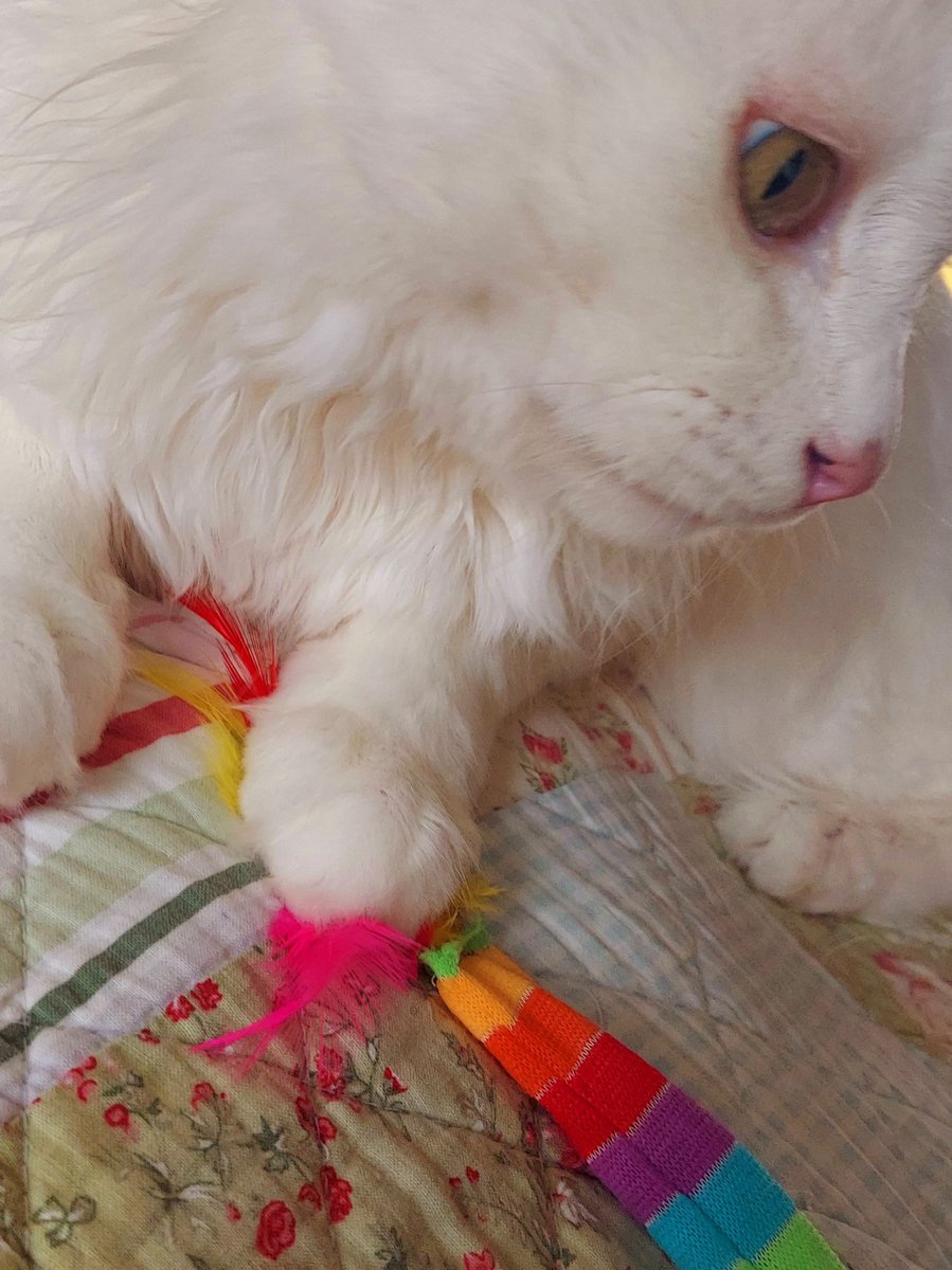 モーニング🌄です

ムフフ
　いわゆる“振替休日”

妹の家に子猫がくるから
　会いに行くのは…内緒な話

#猫