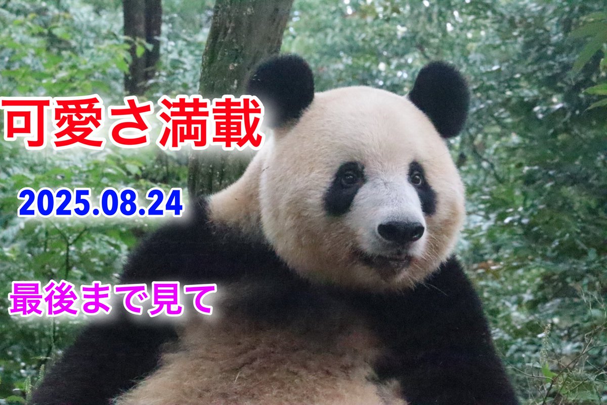 2025.08.24
可愛さ満載
#シャンシャン

youtu.be/sbp1dFAtMRs?si…