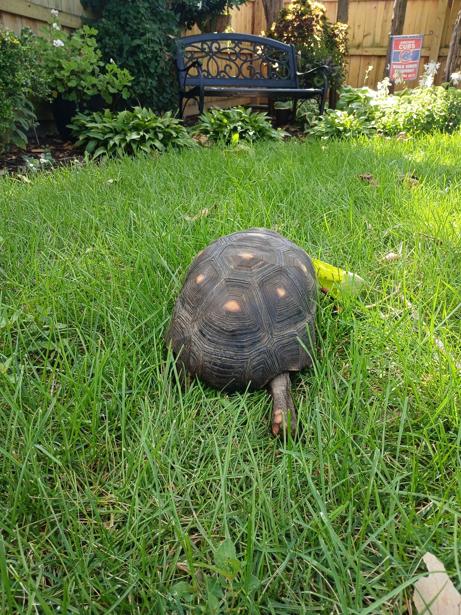 So fast can only get one leg in the picture.....tortoise speed
