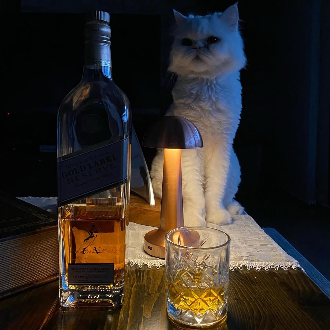 Bir kedinin gözünde her şey kediye aittir..
(İngiliz atasözü)
😻