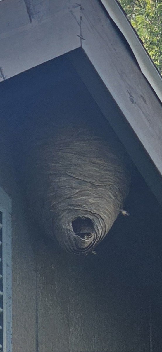 I didnt realize this was above me as I entered the shed. Im so glad only 1 bee stung me verses the majority of the hive. Has anyone had  one of these in their yard this summer?