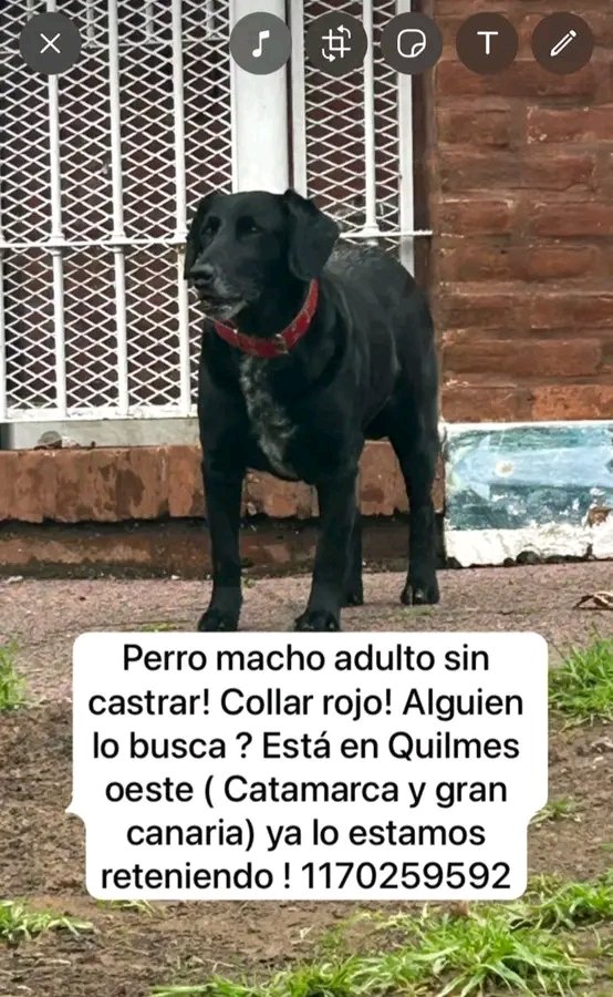 DIFUNDIR POR FAVOR!!!💞 Alguien está BUSCANDO A ESTE ANGELITO???🙏🥹💓 Desde ya, muchas gracias!!!🐶🤗❤️ #Quilmes #QuilmesOeste #PerroEncontrado
