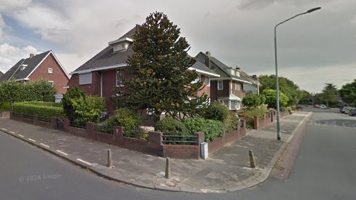Steven Stratherrick (@stevenw24515280) on Twitter photo Hogeweg at #Venlo, a frontier monkey puzzle tree. Pic September 2016. Hogeweg at #Venlo, a frontier monkey puzzle tree. Pic September 2016.