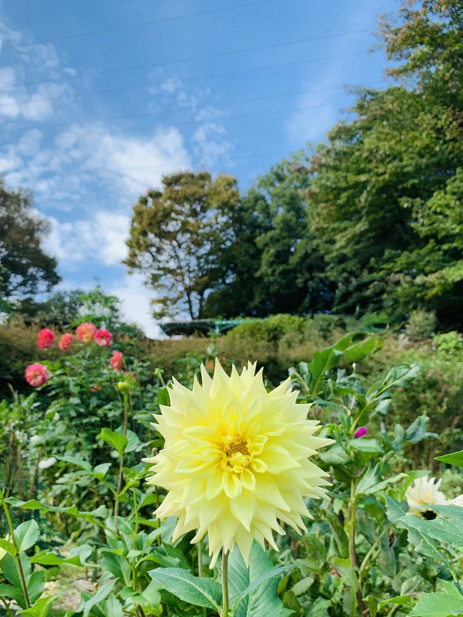おはようございます
2025.8.25.月曜日

早いですね
今週で8月が終わります
相変わらず酷暑が続きます
感染症も流行ってるようです
皆様も体調に気をつけて
今日も良き1日をお過ごし下さい

笑顔忘れずに
過ごして参ります😊

#私の_世界に一つだけの花
#SMAP
