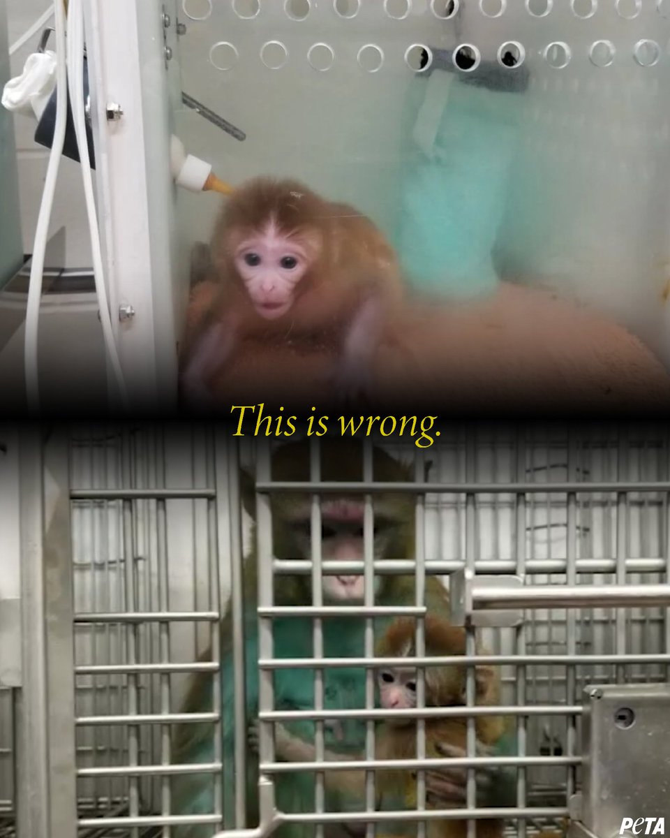 peta's tweet image. After six decades and billions of taxpayer dollars, the National Primate Research Centers have produced nothing but misery. We know it’s wrong, and yet these centers still exist. It’s time to close them.
 
Contact lawmakers and urge them to cut off funding to the seven National…