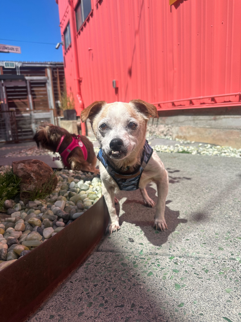 That exact moment when you realize they weren't waving at you. 👉

#muttvillesf #seniordog #dogrescue #rescuedog #adoptdontshop