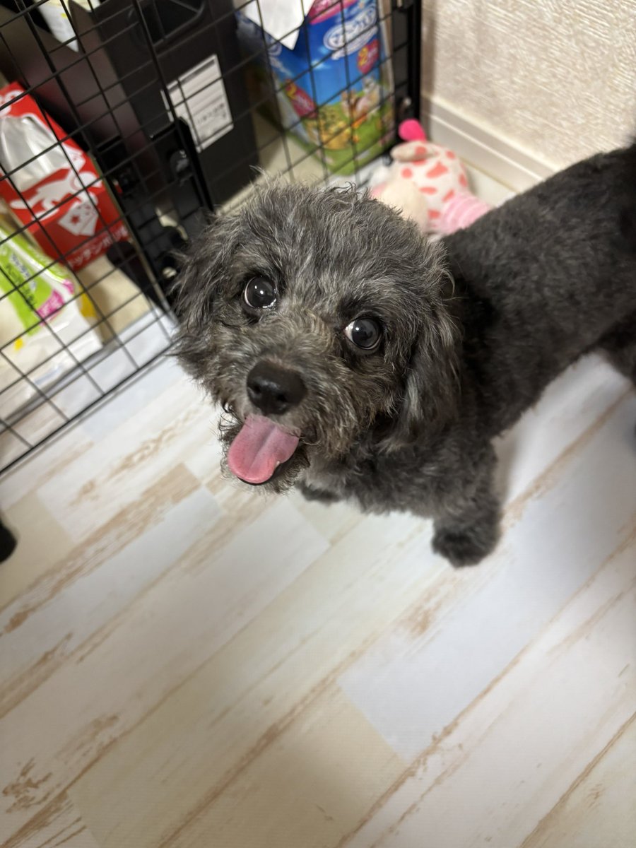 おはワン🐶