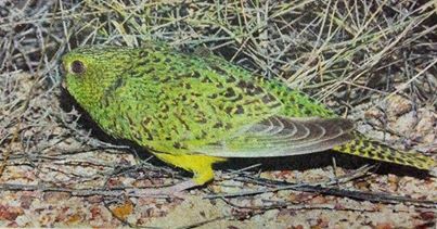 gregrobertsqld's tweet image. Controversial North Queensland naturalist John Young of night #parrot fame jailed for child sex abuse offences #birds #birding #wildoz sunshinecoastbirds.blogspot.com/2025/08/john-y…