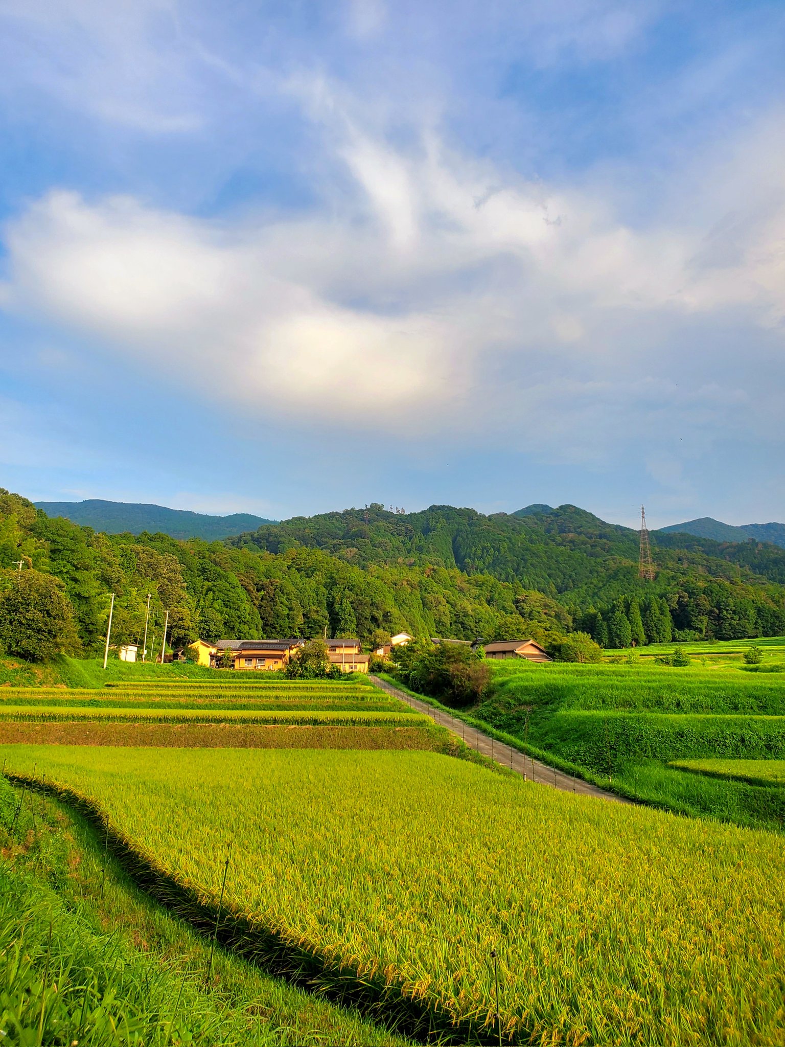 田んぼページ No longer a failure? Herbicide spraying again-Taro's