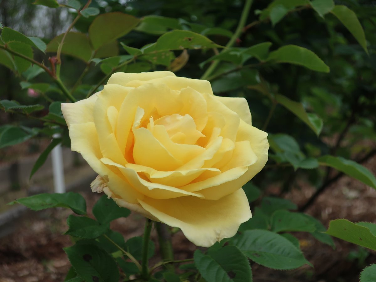 おはようございます。