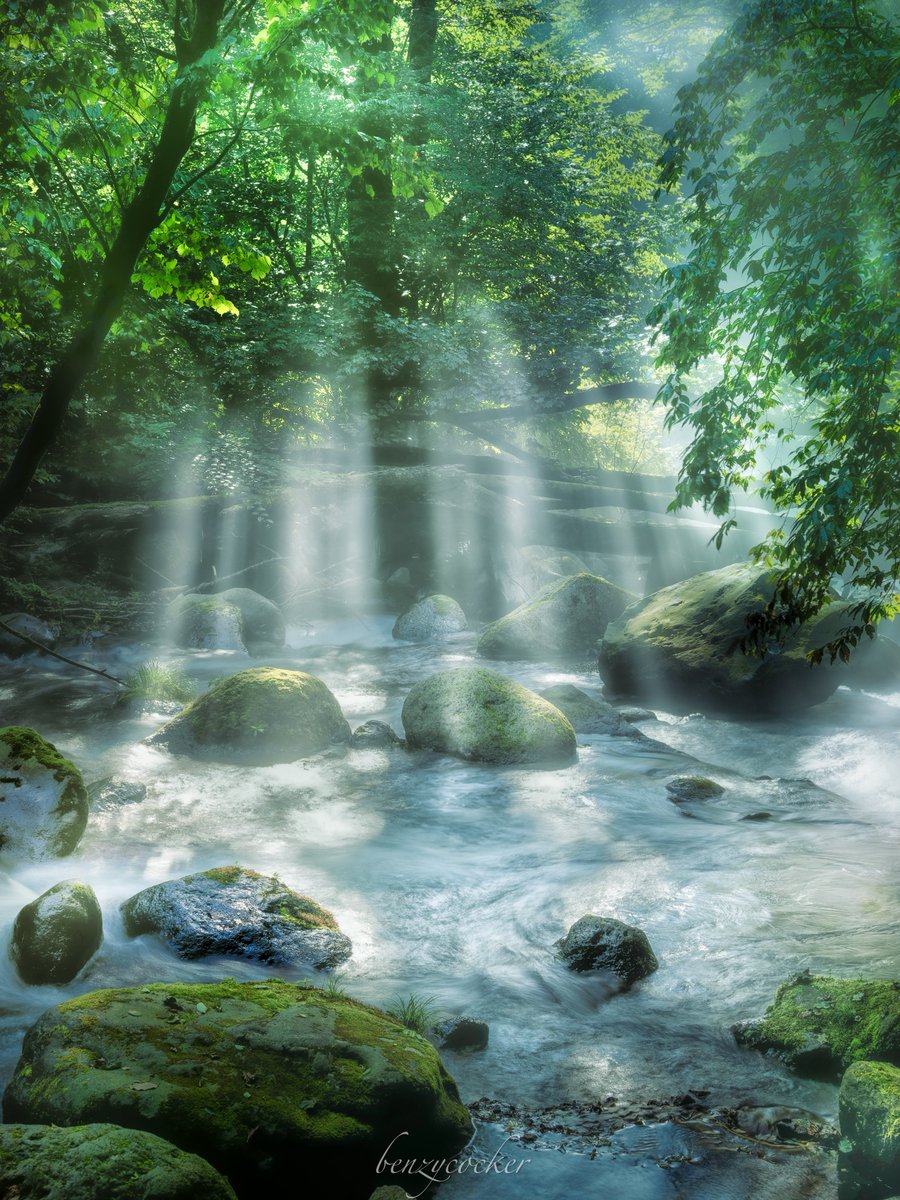 森が目を覚ます瞬間