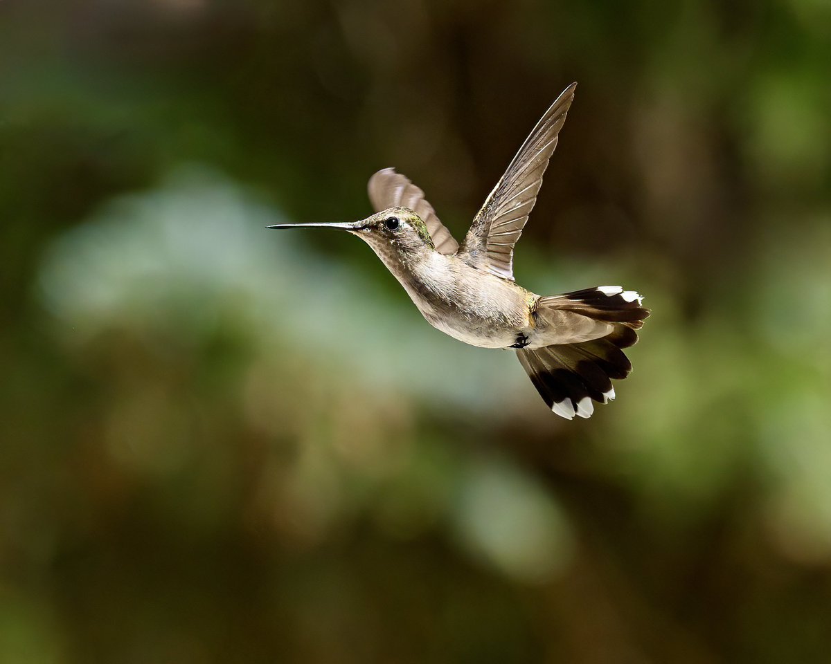 I usually make my background darker to have the bird pop, but I like how this looks. Thoughts?