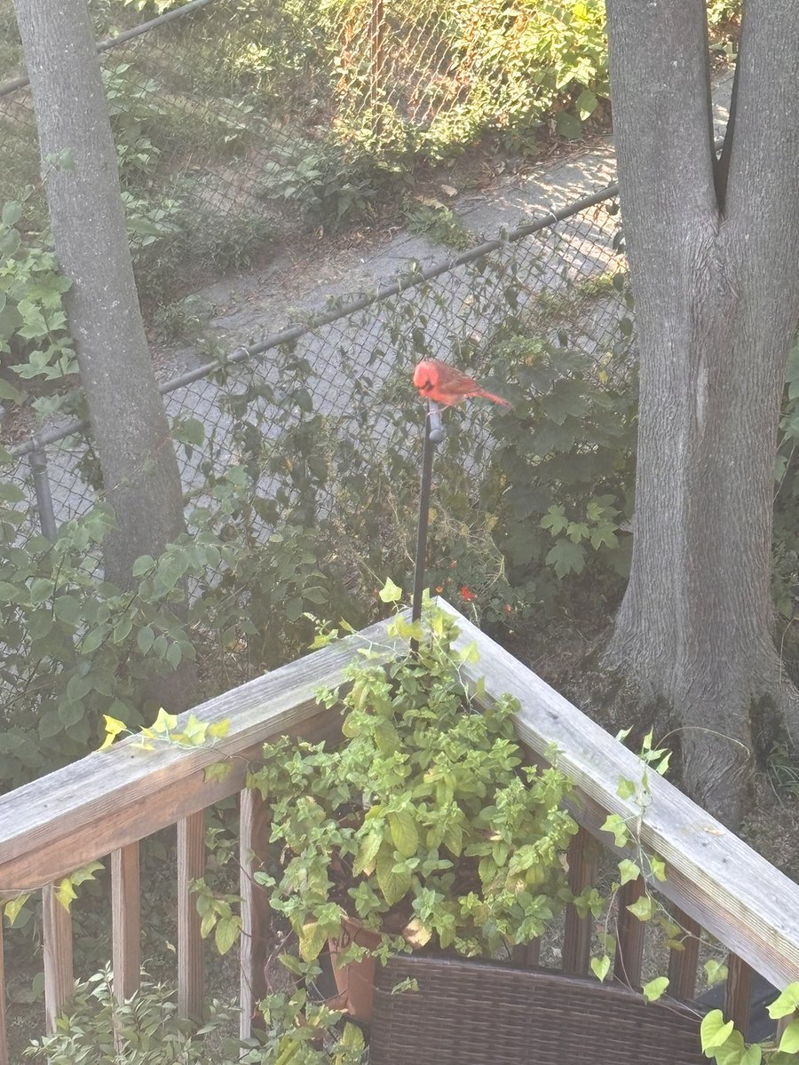 mbrosial's tweet photo. had a couple visitors this morning https://t.co/QPEXs3gejS