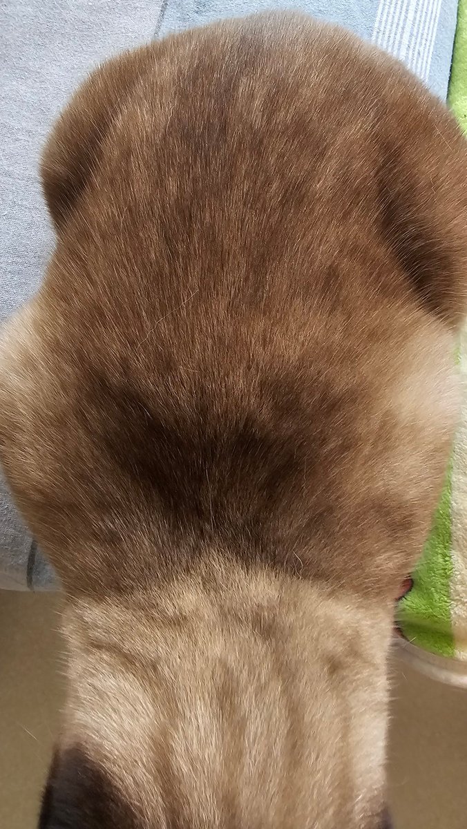 烤焦大烧鸡