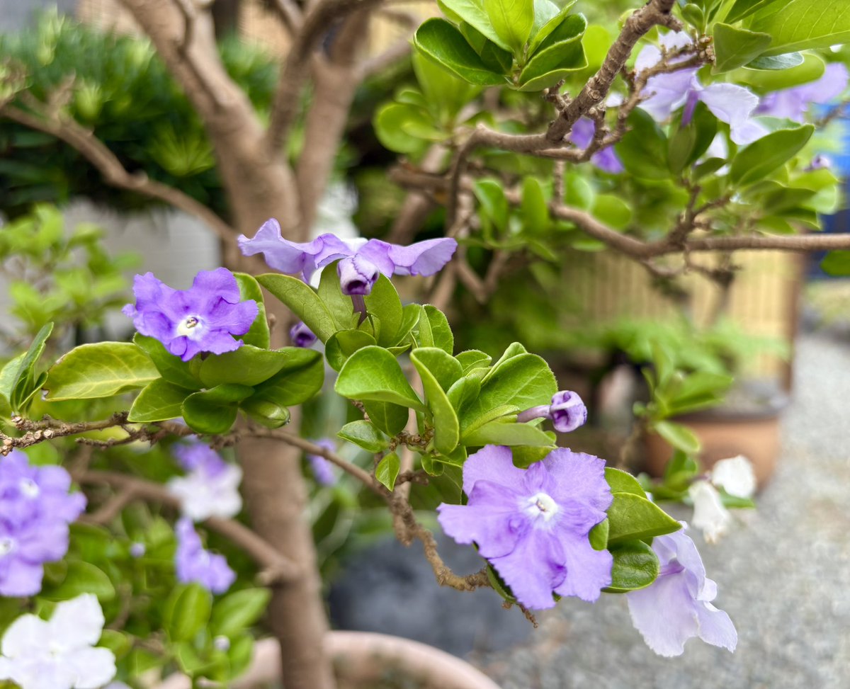 おはようございます
8月もあと1週間ですが一向に暑さが落ち着いて来ないですね

 #うさかめ 
剛くんとやすとものお2人 本当に癒されます ずっと続いて欲しいです

ニオイバンマツリ今年3回目の開花𓍼ˢ❀
#私の_世界に一つだけの花 
#SMAP 
#新しい地図