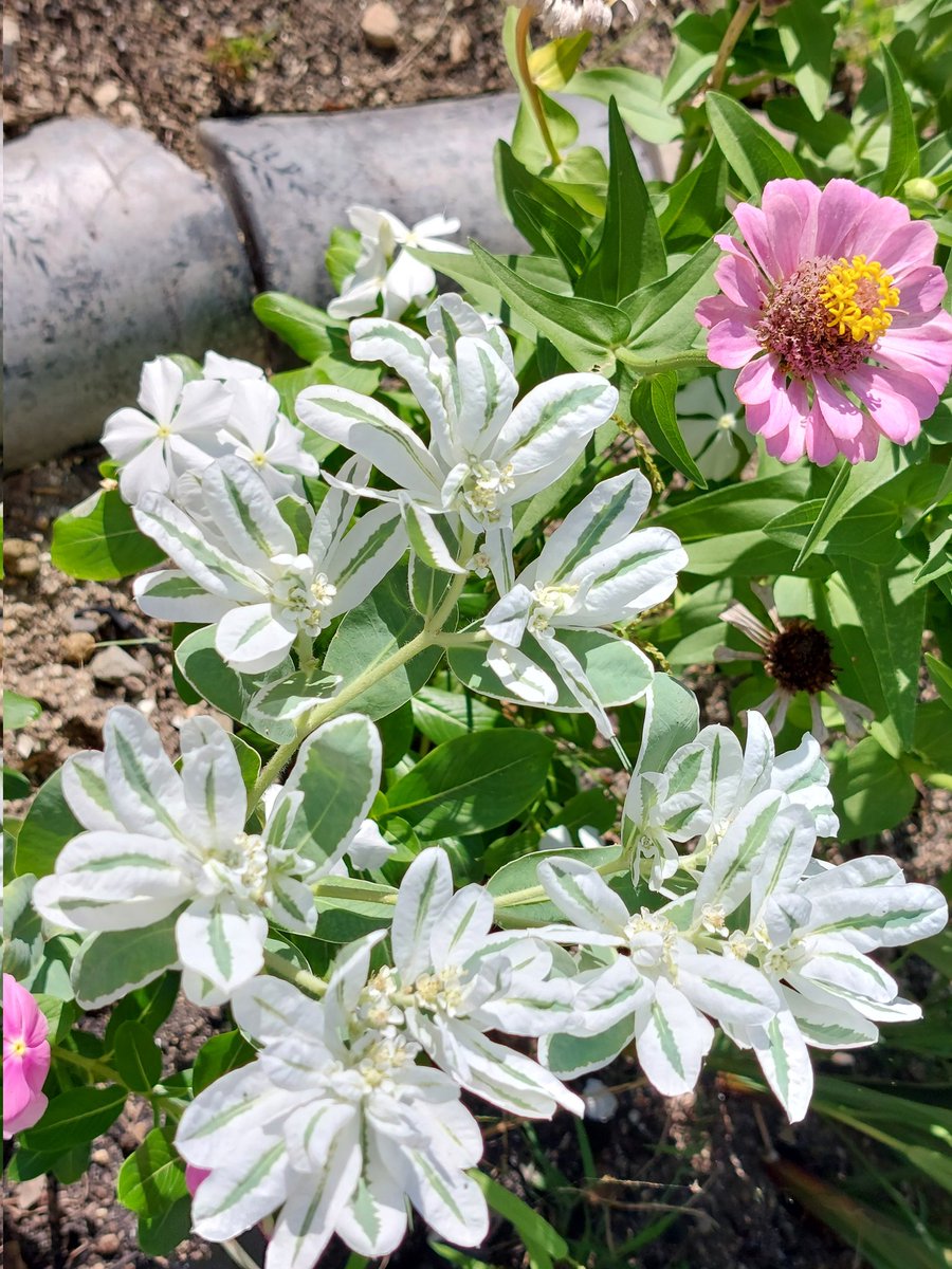 8/25(月)☀️おはようございます
🍀皆さま🍀
ご訪問有難うございます🥰

始めてお迎えしたハツユキソウ
清楚で涼しげでイイネ！

花言葉♡祝福　穏やかな生活　他

今日も熱中症警戒アラート出てます
強い日差しに対策して
穏やかな１日を🍃(^.^)🍃

今週も宜しくお願い致します😊🍀

＃お花大好き