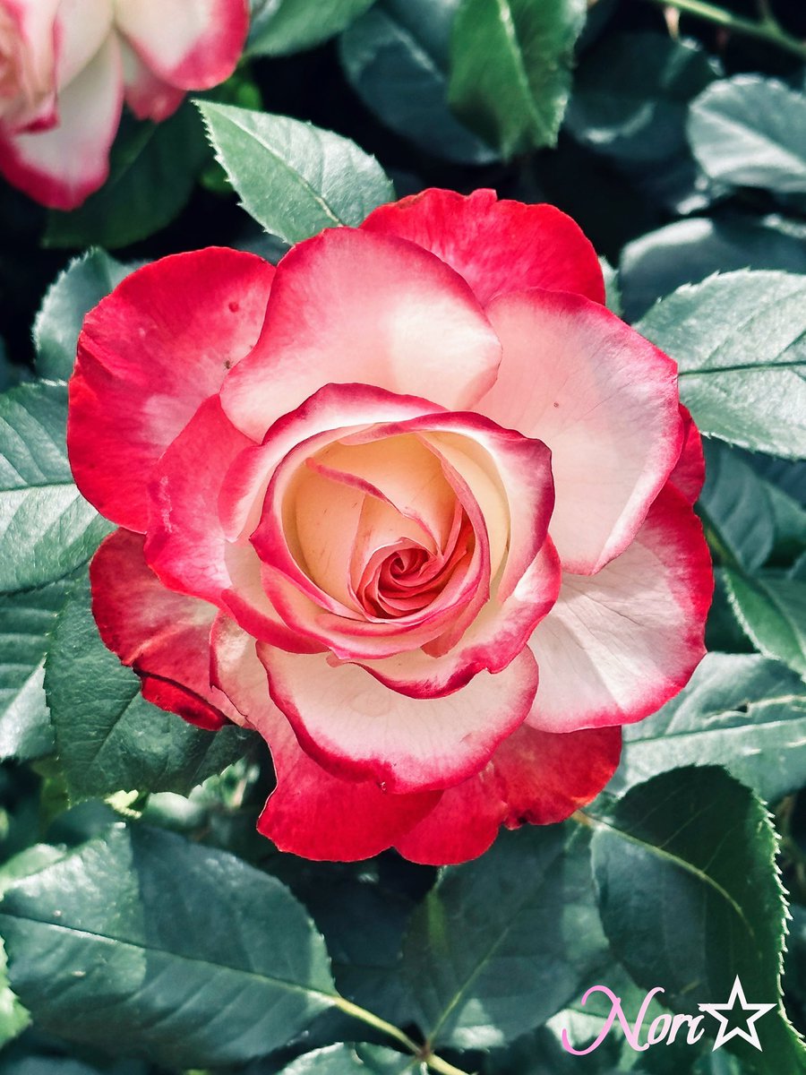 おはようございます😊

お元気で💪笑顔あふれる1週間をお過ごし下さいね🫶✨

今週もよろしくお願いします🙏

#TLを花でいっぱいにしよう