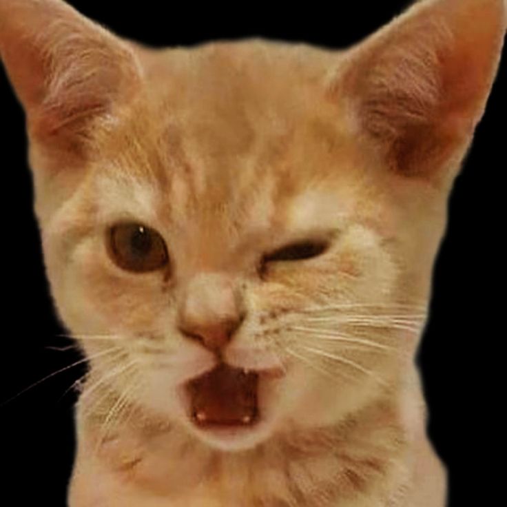 melyszz's tweet image. GENTE, BOAS NOTÍCIAS!!!!!!
JOAO ESTA SENDO PROCESSADO E O CACHORRO VOLTOU PARA A MAO DA VENDEDORA