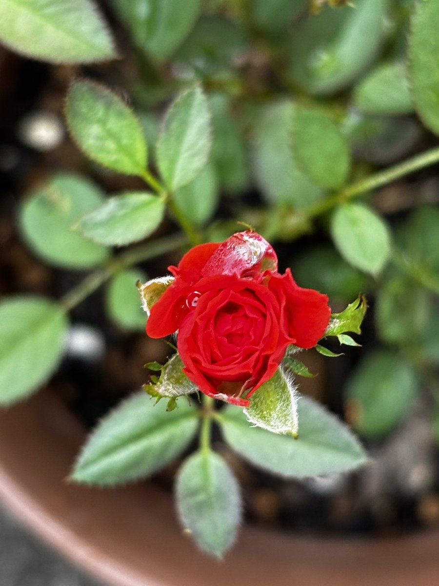 おはよございます

本日の庭🌹

想い合うという事

ここに咲いてくれた事が
夢みたい、だけど本当✨